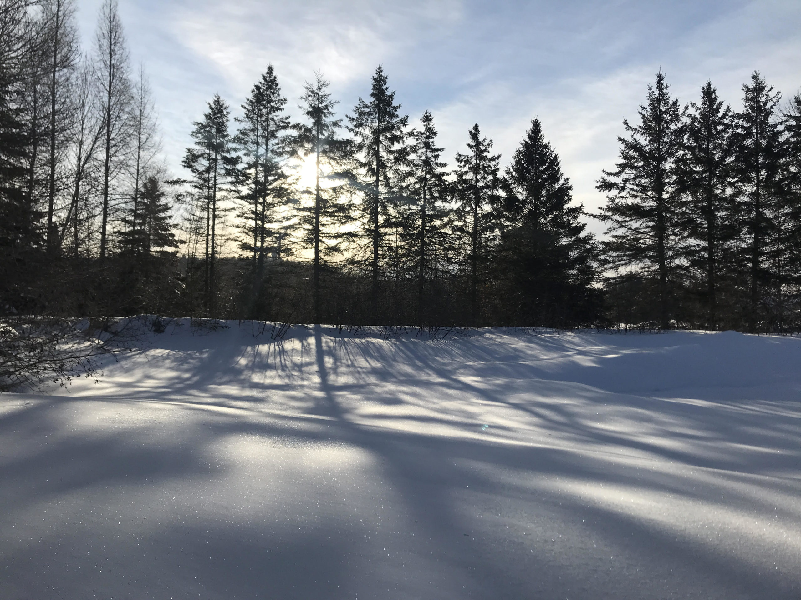 Forêt enneigée